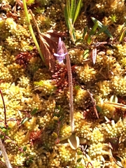 Pinguicula villosa