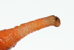 Megalobulimus popelairianus