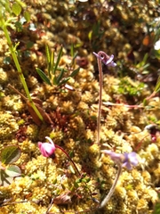 Pinguicula villosa