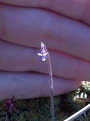 Pinguicula villosa