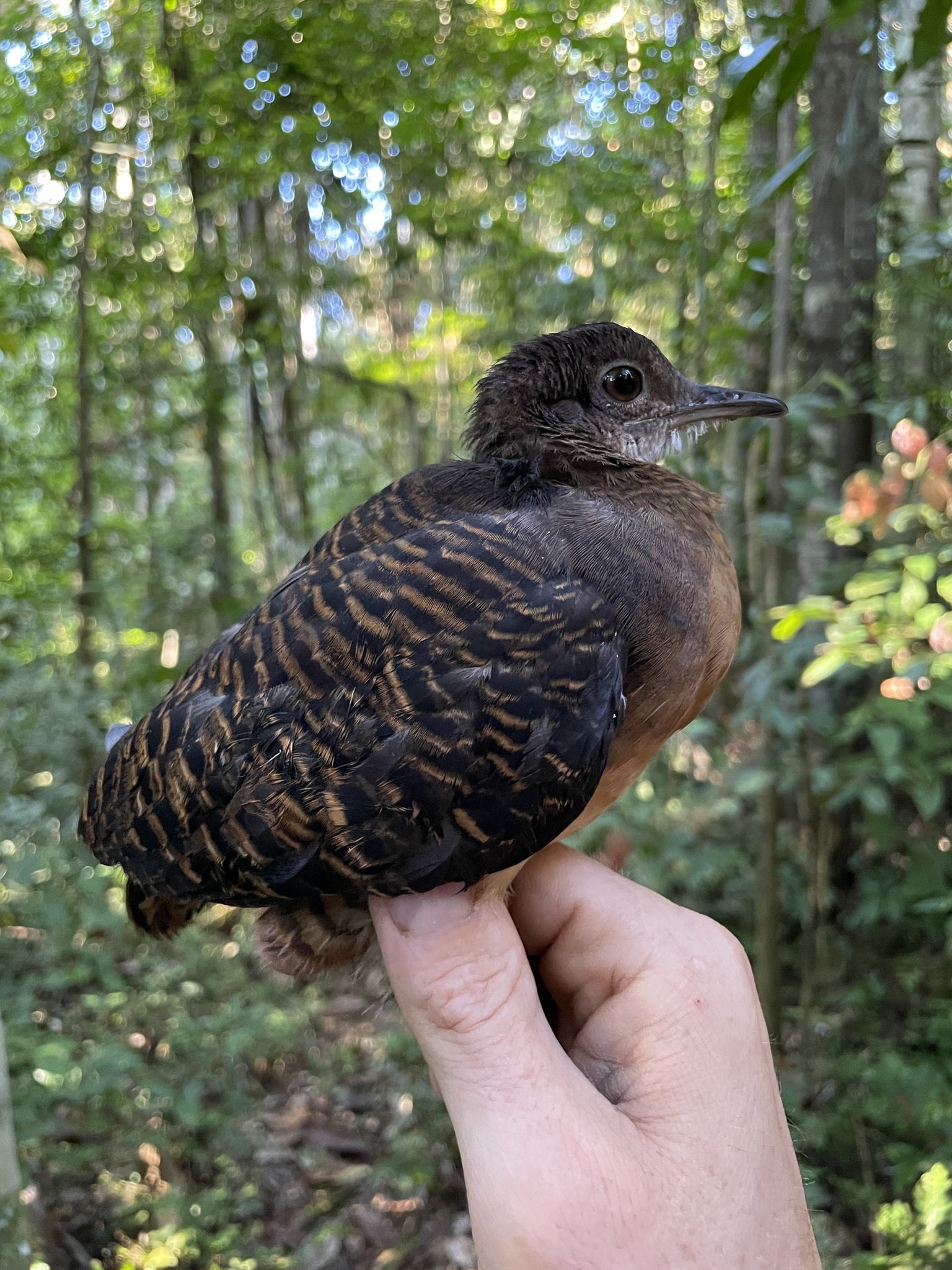 Bartlett's Tinamou (Crypturellus bartletti), photo 1