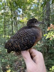 Bartlett's Tinamou photo 1
