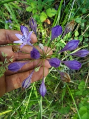 Triteleia bridgesii