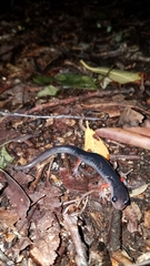 Plethodon shermani