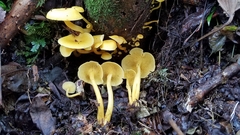 Tricholomopsis aurea