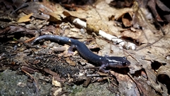 Plethodon metcalfi