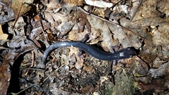 Plethodon metcalfi