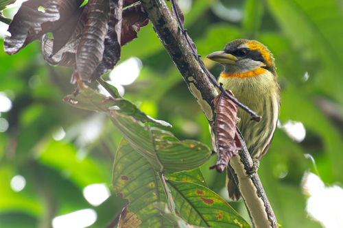 Lemon-throated Barbet (Eubucco richardsoni), photo 5