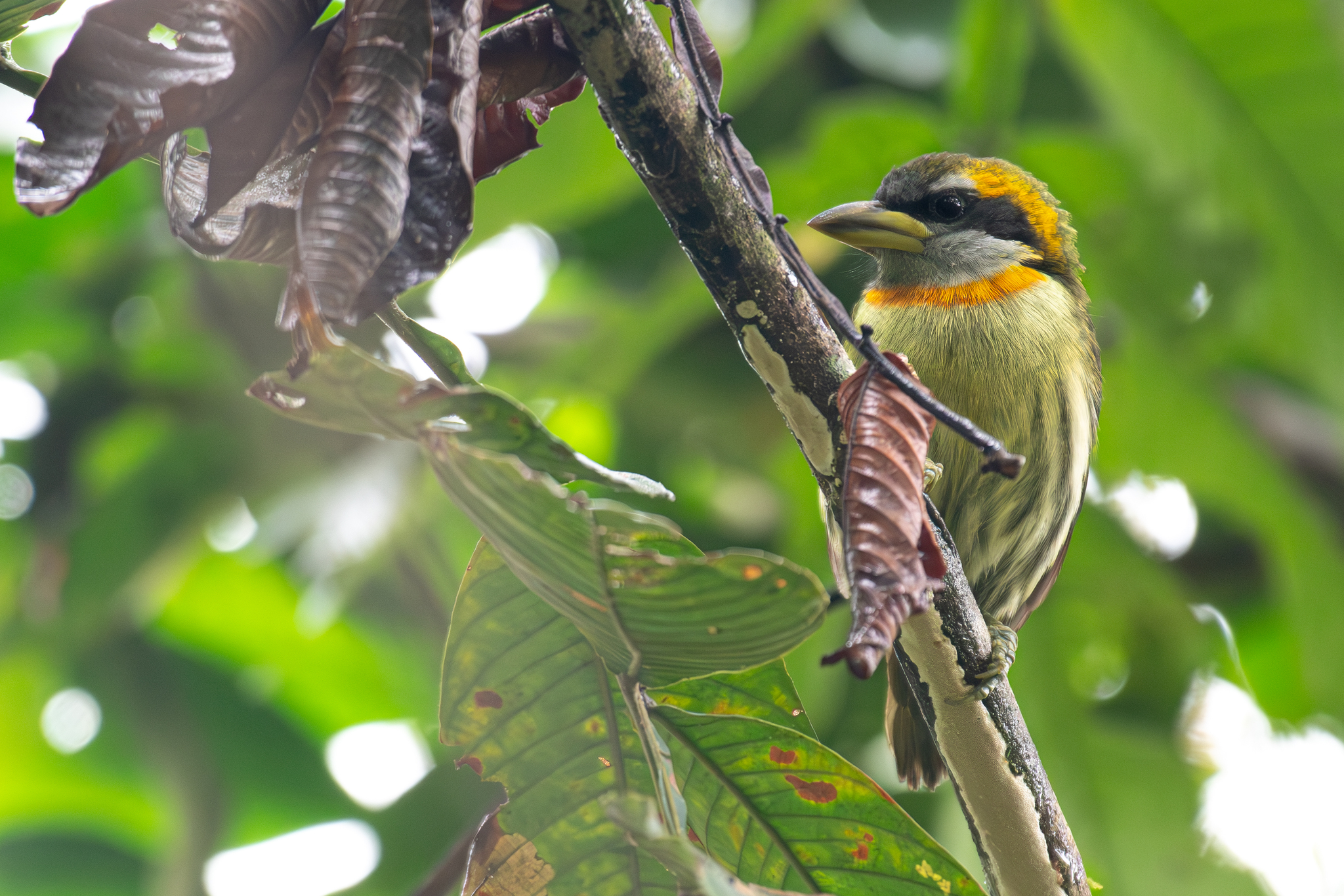 Lemon-throated Barbet (Eubucco richardsoni), photo 7