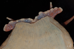 Megalobulimus popelairianus