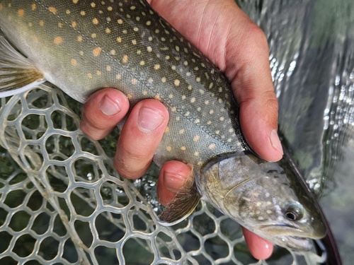 Bull Trout