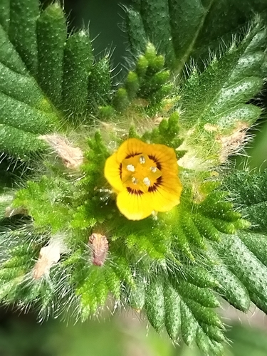 Turnera pumilea