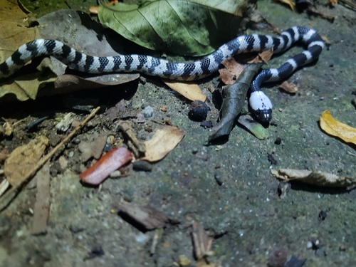 Photo of a Futsing Wolf Snake (Lycodon futsingensis)