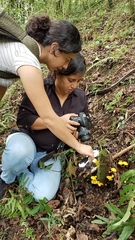 Tricholomopsis aurea