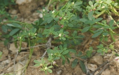 Acmispon parviflorus