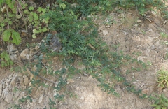 Acmispon parviflorus