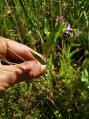 Epilobium densiflorum