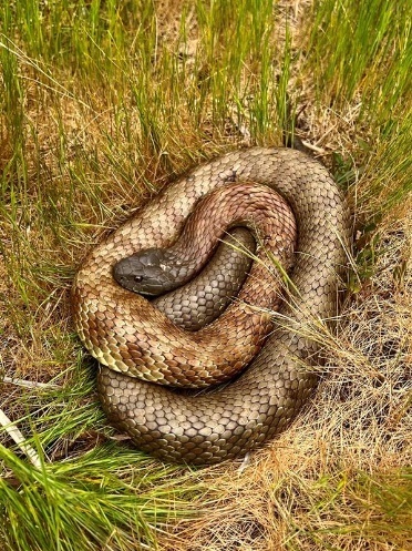 Tiger Snake sighting