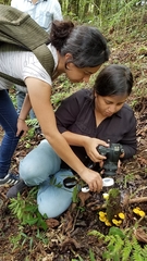 Tricholomopsis aurea