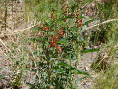 Sphaerophysa salsula