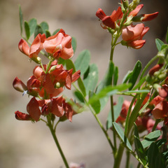 Sphaerophysa salsula