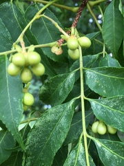 Angiospermae