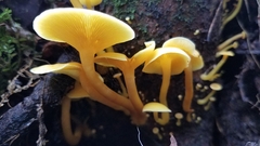 Tricholomopsis aurea