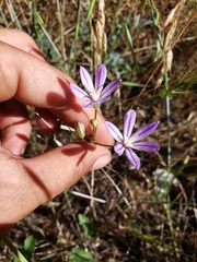 Brodiaea minor