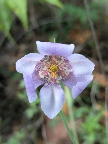 Alophia intermedia (Alophia intermedia)