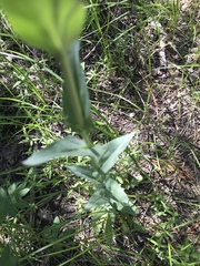 Turritis glabra