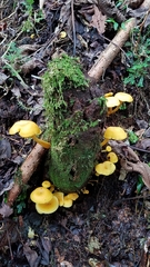 Tricholomopsis aurea