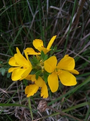 Rhexia lutea