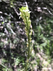 Turritis glabra