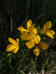 Rhexia lutea