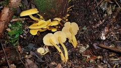 Tricholomopsis aurea