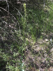 Turritis glabra