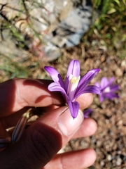 Brodiaea sierrae