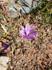 Brodiaea sierrae