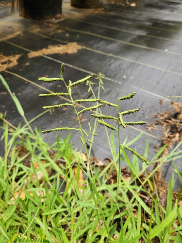 Paspalum jesuiticum observed 2024-08-28