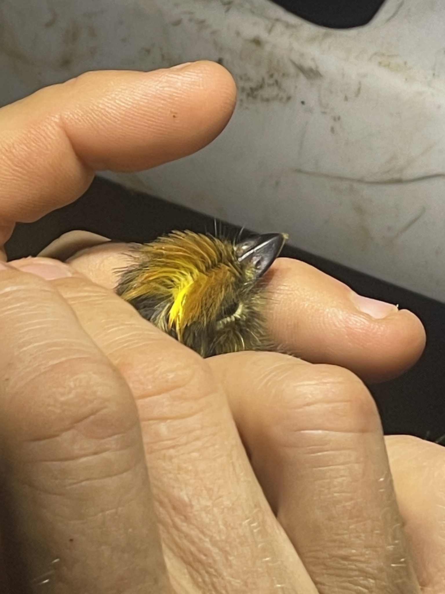 Golden-crowned Spadebill (Platyrinchus coronatus), photo 8