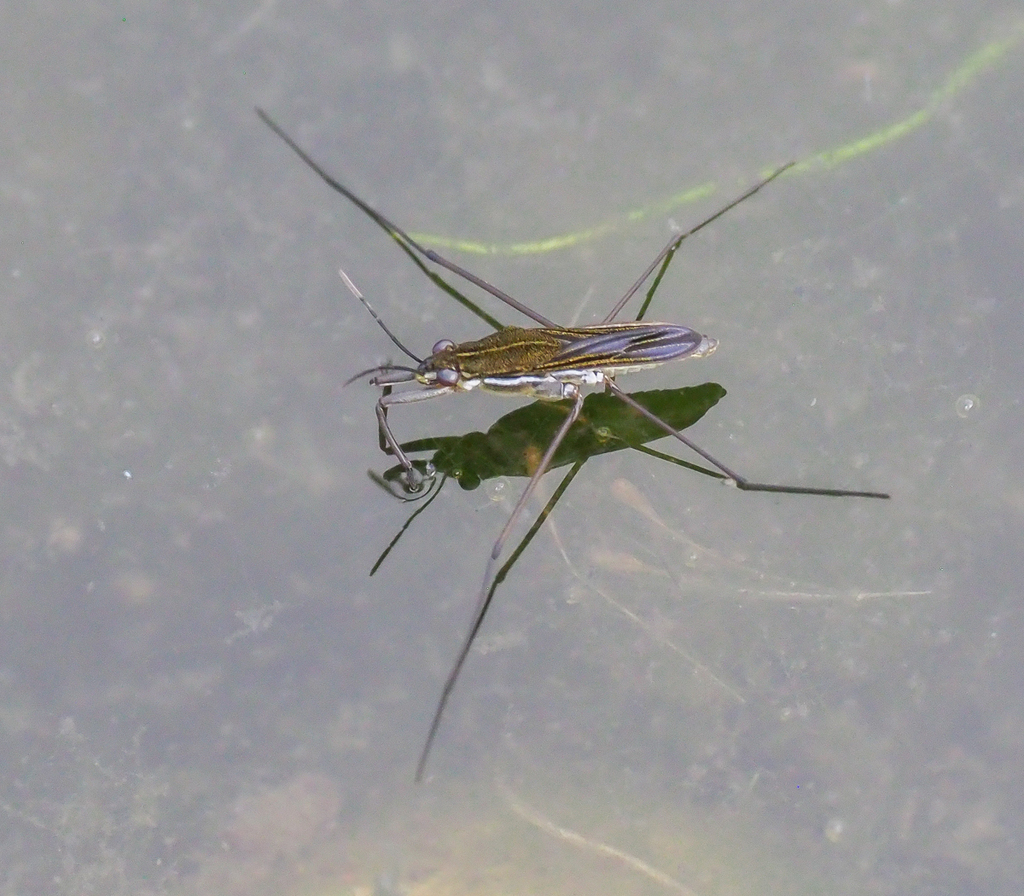 Gerris buenoi