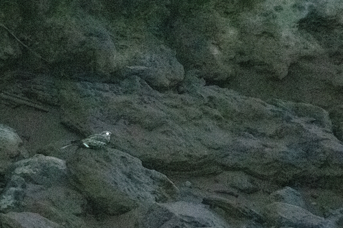Ladder-tailed Nightjar (Hydropsalis climacocerca), photo 4