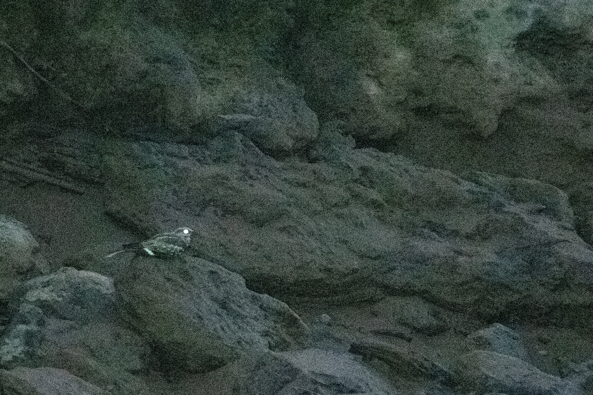 Ladder-tailed Nightjar (Hydropsalis climacocerca), photo 6