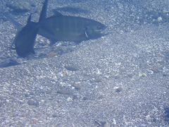 Caranx caballus
