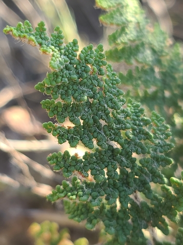 Image of Myriopteris yavapensis by no rights reserved