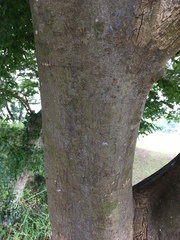 Angiospermae
