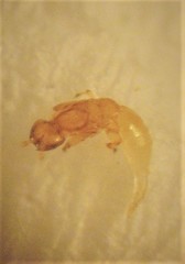 Eupristina verticillata