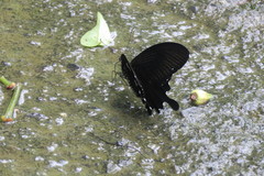 Papilio nephelus chaonulus