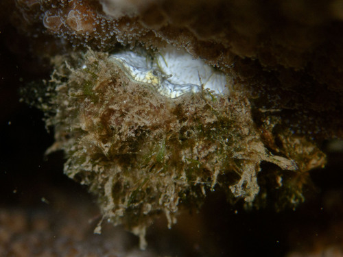 Monodonta, 2022-11-07