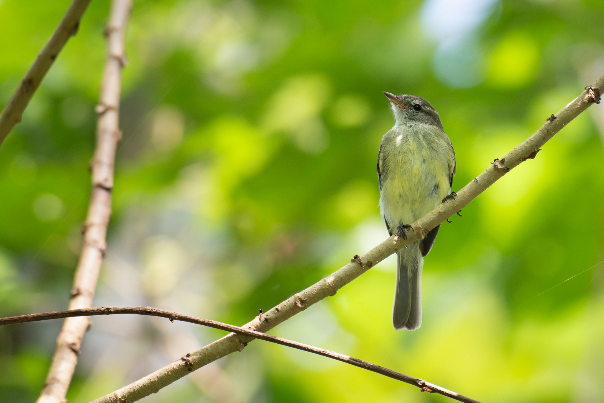 Forest Elaenia (Myiopagis gaimardii), photo 6